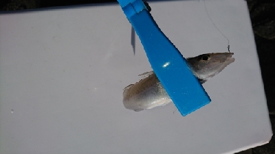 ロックフィッシュ&白キス釣行