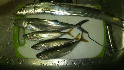 タチウオ調査！