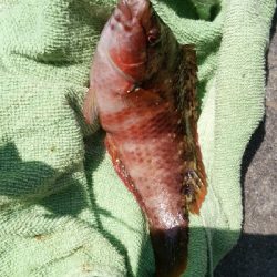 バケモノガシラ