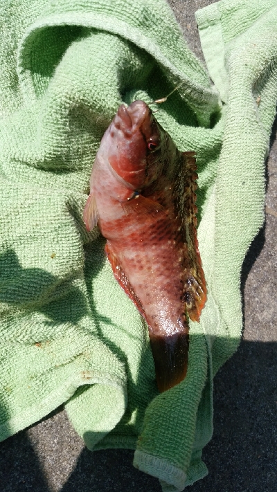 バケモノガシラ