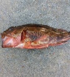 ウマヅラハギとガシラさん