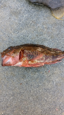 ウマヅラハギとガシラさん