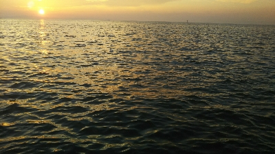 タチウオ貧果！