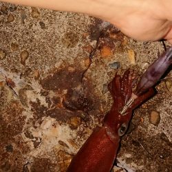 ケンサキは何処へ。