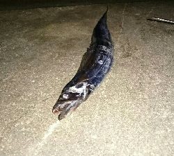 太刀魚釣り