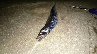 太刀魚釣り