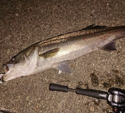 ベイトタックルでチニング