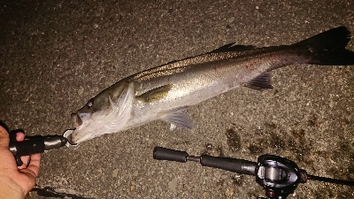 ベイトタックルでチニング