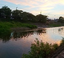 久々にハス(ケタバス)釣り