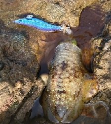 エギング釣行その24