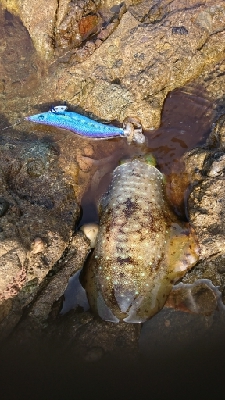 エギング釣行その24