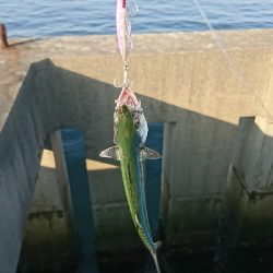 シイラを求めて!