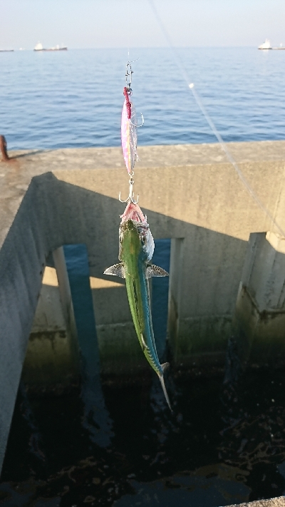 シイラを求めて！