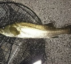 やっぱりドブ川最高♪