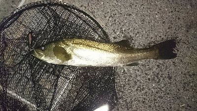 やっぱりドブ川最高♪