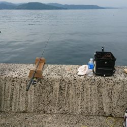 キビレをメインに五目釣り