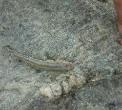 9時間耐久釣りレース