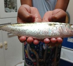 初タチウオ