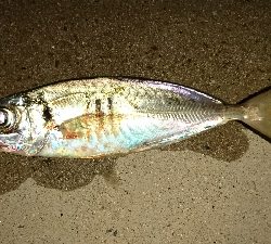 いつもの仲間と