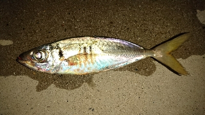 いつもの仲間と