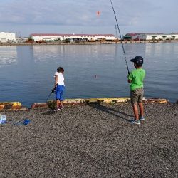 貝塚港でサビキ