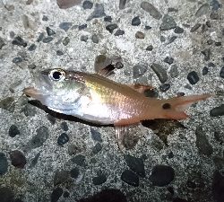 ライトゲーム五目！