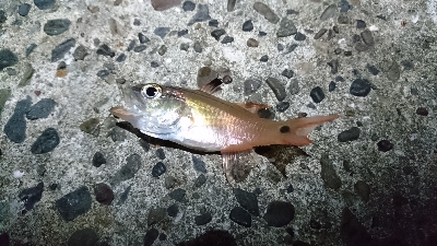 ライトゲーム五目！