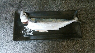 タチウオ駄目なので青物獲りに変更！？