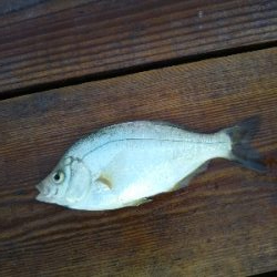 のませにて色々