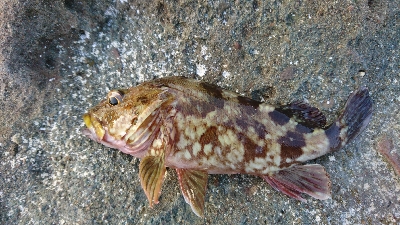 暑さにも負けず