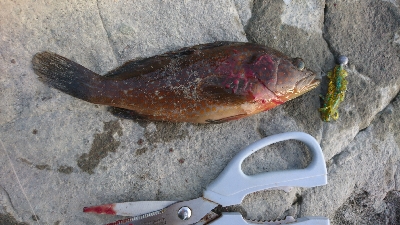 暑さにもまけず