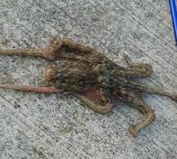 暑さにも負けず