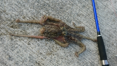 暑さにも負けず