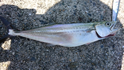 暑さにも負けず