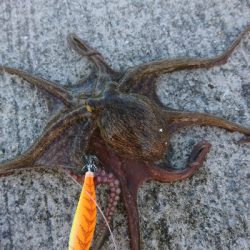 タコが食べたい