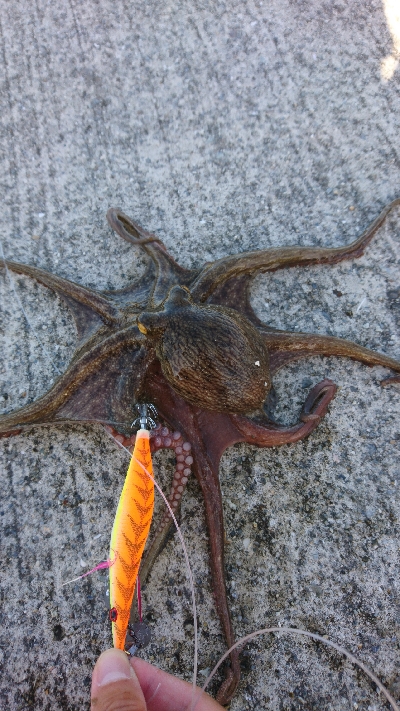 タコが食べたい