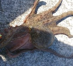 楽しいタコエギング