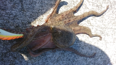 楽しいタコエギング