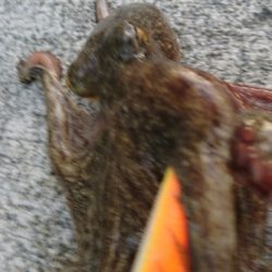 涼しくなりました