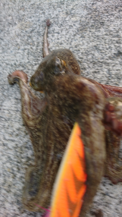 涼しくなりました