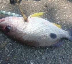 ライトショアジギング