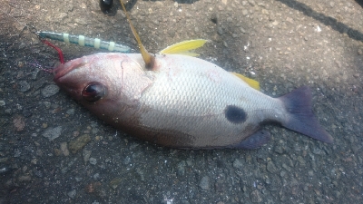 ライトショアジギング