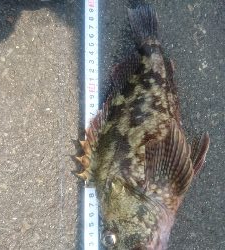 ライトショアジギング