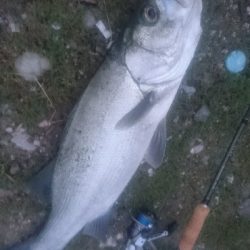 仁淀川河口シーバスゲーム