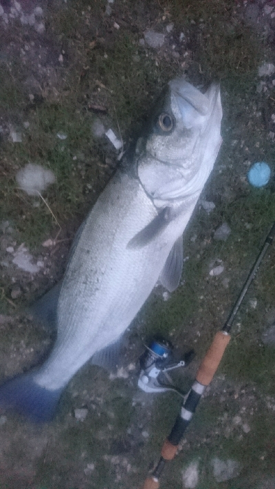 仁淀川河口シーバスゲーム