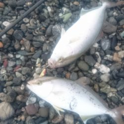 仁淀川河口周辺サーフ、ライトショアジギング