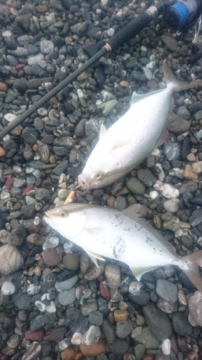 仁淀川河口周辺サーフ、ライトショアジギング…