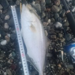 仁淀川河口周辺サーフライトショアジギング