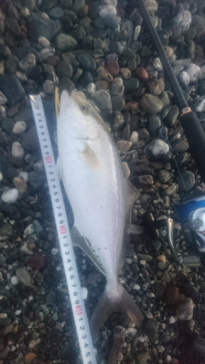 仁淀川河口周辺サーフライトショアジギング