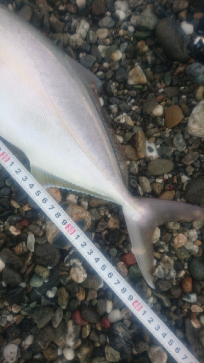 仁淀川河口周辺サーフライトショアジギング